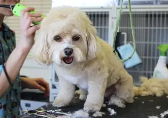 Pet Grooming